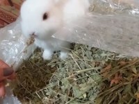 Yavru Cüce Tavşanımıza Yuva Arıyoruz