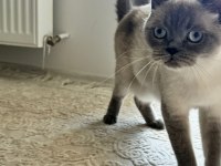 Siyam dişi kedimiz oldukça akıllı ve sevecen