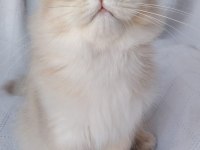 Show Kalite Erkek British Longhair