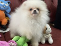 Ankaranın en kaliteli ayı suratlı pomeranian yavruları