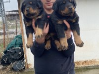 A KALİTE KOCA KAFA ROTTWEİLER YAVRULARI