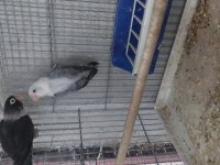 Dişi cennet papağanlar