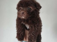 Maltipoo bebekler