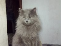 British Shorthair Kedisi Sahiplendirme