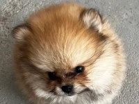 Kendi yetiştidiğim köpeğimin pomeranian yavruları
