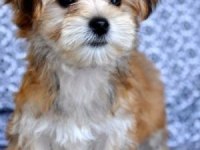 Morkie Adrese Teslim, Kapıda Ödeme Yapabilirsiniz