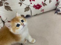 Çok Güzel Golden British Shorthair Bebekler