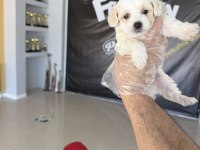 Morkie Yavrular Ankara Mağazamızda Canlı Görün 