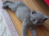 Renk Renk British Shorthair Erkek ve Dişi Yavrular (uygun)