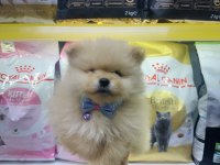 Saf kan pomeranian boo yavrularımız