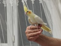 Erkek Sultan Papağanı Lutino Konuşuyor 4 Ve 5 Aylık