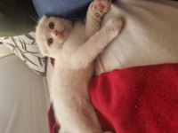 2 aylık dişi scottish fold