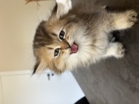British Longhair Uzun Tüylü Yavru