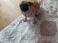 Pug kızıma ömürlük yuva