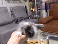 Cins bebek tavşanlar
