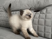 MAVİ GÖZLÜ AYI SURAT A KALİTE BRİTİSH SHORTHAİR