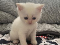 Mavi Gözlü British Shorthair Dişi Yavru Yuva Arıyor