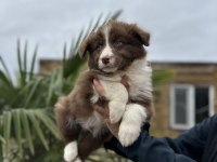Border Collie Yavruları