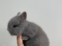 Hollanda cücesi tavşan Netherlans Dwarf