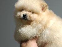 Pomeranian boo YAVRULARIMIZ ırk ve sağlık garantili