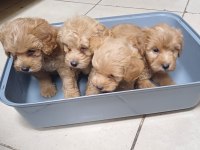 Maltipoo yavrular