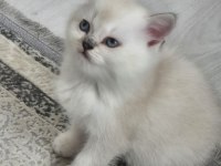 Tatlı Yavru Kedilerim