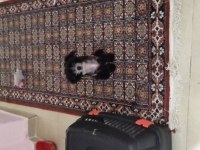 Tüysüz çin köpeği chinese crested erkek