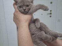 3 aylık british shorthair