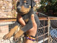 A kalite king doberman yavrular