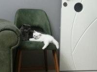 3 buçuk aylık british shorthair