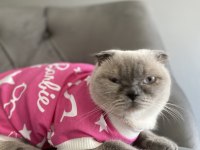 1 yaşında scottish fold