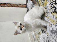 6 - 11 Aylık Arası Blue Point British Shorthair