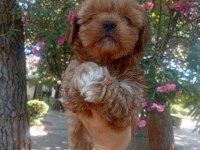 Koku Tüy Sorunu Olmayan Tuvalet Eğitimli Maltipoo Yavrular