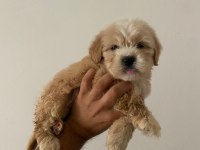 Maltipoo yavrularım yeni yuvasını arıyor