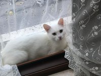 Yetişkin kedilerimizi sahiplendiriyoruz