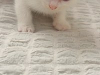 Sahiplendirme british longhair kedimiz