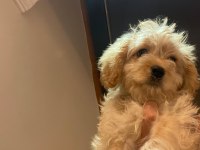 Maltipoo erkek 3 aylık f2