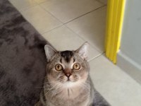 British shorthair ny serisi kedimize dişi eş arıyoruz