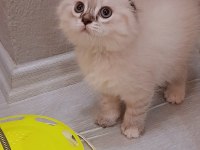 Dişi scottish fold kedisi