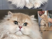 Şampiyon efsane soy british longhair