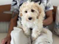 Petmode köpek çiftliğinden maltipoo yavrular
