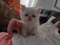 2 adet exotic shorthair yavrumuz yuva arıyor