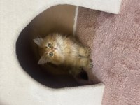 Sevimli oyuncu british longhair ny12