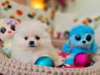 Şecere Belgeli Pomeranian Boo