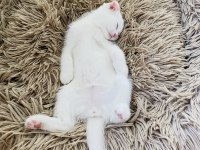scottish fold bebek