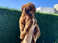 EN GÜZEL TOY POODLE BEBEKLERİMİZ