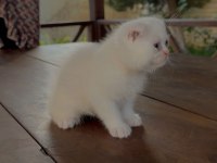 SCOTTİSH FOLD KEDİMİZ