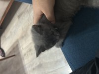 1.5 aylık erkek kedi