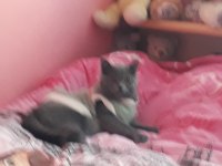 8 aylık british shorthair kedim
