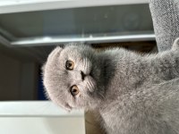 Safkan Scottish Fold 2,5 Aylık